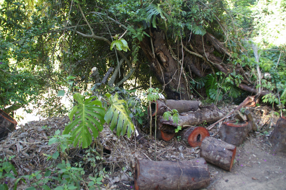 Logs etc on the jungle walk.
Pousada da Alcobaca - Correas, near Petropolis.