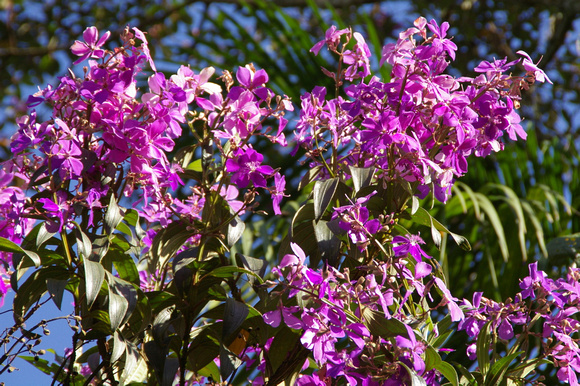 Garden and flowers. 
Pousada da Alcobaca - Correas, near Petropolis.