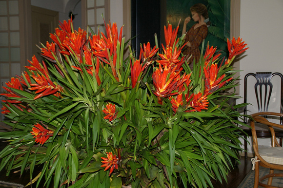 Flowers in the house - 
Pousada da Alcobaca - Correas, near Petropolis.